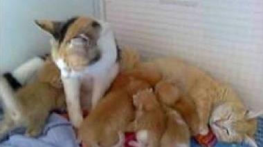 Una mamma allatta i suoi gattini