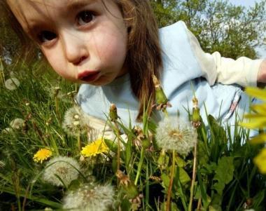 Oculorinite, tosse o asma sono tra i disturbi principali causati dallallergia ai pollini delle graminacee e di olivo    