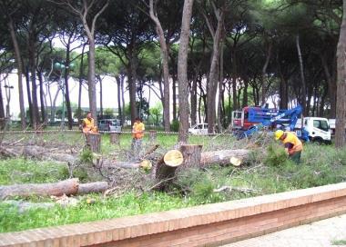 <b>SECCHI.</b> I pini tagliati erano tutti in pessimo stato 