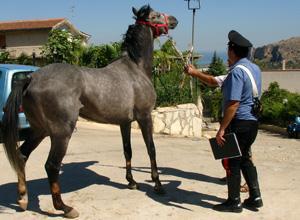 Cavallo con una zampa fratturata legato per giorni ad un albero