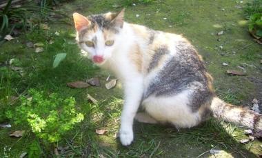 SCOMPARSA ROSY