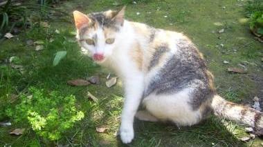 SCOMPARSA ROSY