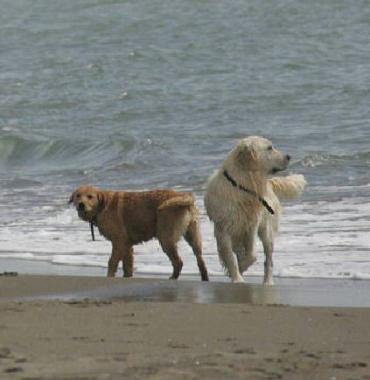 <b>CANI. </b>In una spiaggia a Follonica  
