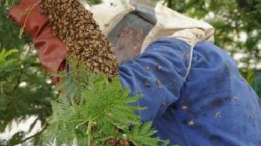 Invasione di api in via Bocci: arriva la Forestale