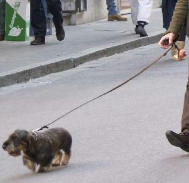 <b>ANIMALI</b> A Monte Argentario il rapporto fra uomo e animale ora &egrave; regolato da norme ferree       