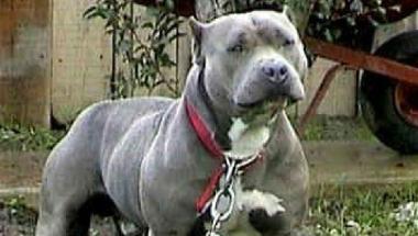 Sopra una pattuglia della polizia; il alto a sinistra un pittbull      