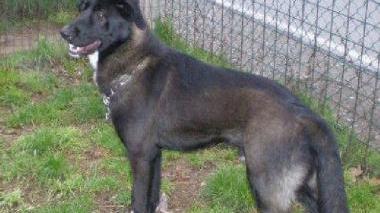 Nerone si trova in una gabbia del canile