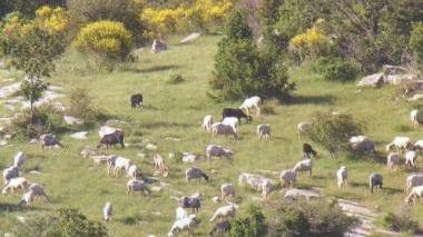Pecore al pascolo in Calvana