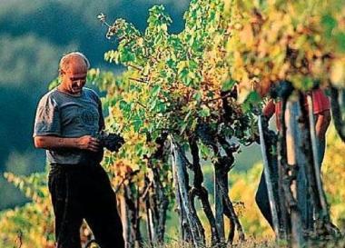 In alto Loris Rossetti e a lato il lavoro agricolo           