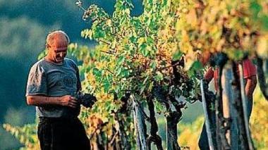 In alto Loris Rossetti e a lato il lavoro agricolo