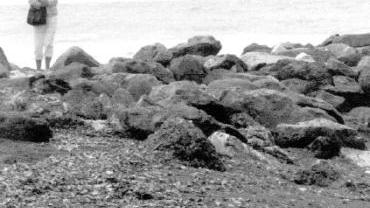 Velelle sulla spiaggia