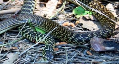 Caccia al serpente in Corea