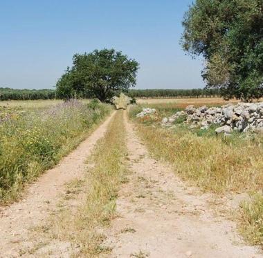 <b>STRADA.</b> Arteria rurale  