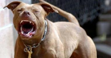 Un pitbull ha aggredito un cagnolino 