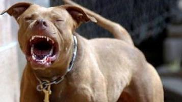 Un pitbull ha aggredito un cagnolino