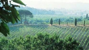 I vigneti della tenuta Varramista: l’azienda è stata premiata per il suo Chianti