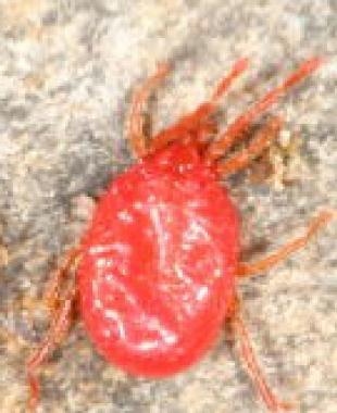 Un ragnetto rosso al microscopio     