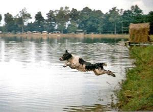 Prove di agilita' per i cani al lago di Santonuovo 