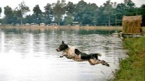 Prove di agilita' per i cani al lago di Santonuovo