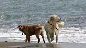 Verso il ricorso al Tar contro il divieto dei cani in spiaggia