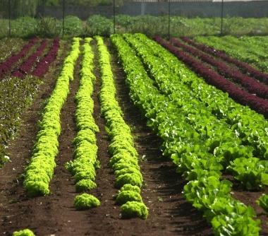 L’agricoltura biologica conquista sempre più mercati