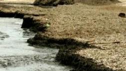 I commercianti coi balneari: «Spiagge sporche»