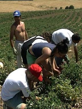 Giovani al lavoro in un terreno confiscato alla mafia 