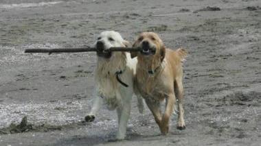 CANI La spiaggia per loro è Orbetello