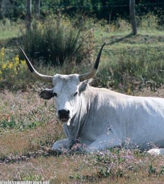 <b>RAZZA MAREMMANA</b> Un esemplare           