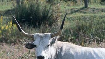 <b>RAZZA MAREMMANA</b> Un esemplare