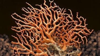 un corallo rosso