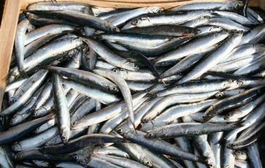 Una sagra del pesce alla griglia sul lungomare Kennedy a Cavo