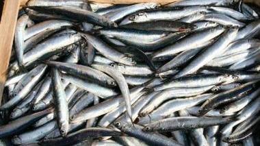 Una sagra del pesce alla griglia sul lungomare Kennedy a Cavo