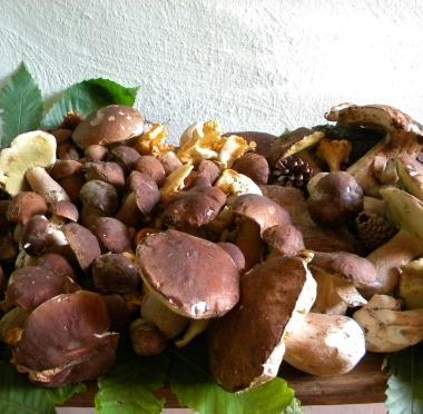 Funghi porcini 