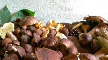 Funghi porcini