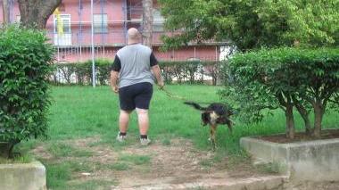 Multe più salate per i padroni che non raccolgono gli escrementi dei cani