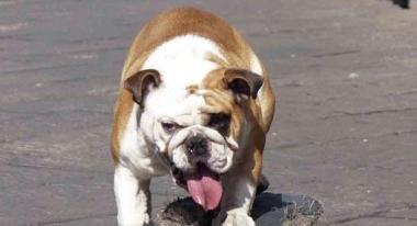 Un cane bulldog     