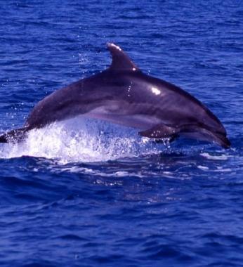 Un delfino
