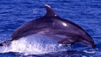 Un delfino