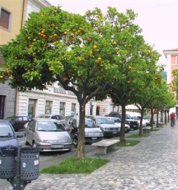 Uno scorcio di piazza Aranci in centro a Massa 
