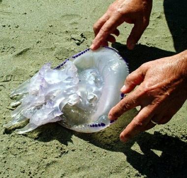 &Egrave; allarme per le meduse 