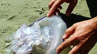 È allarme per le meduse