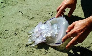 Ieri pomeriggio davanti il Fortullino &egrave; stato avvistato un banco di meduse 