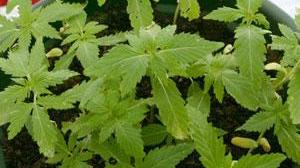 Coltivano marijuana, 23 perquisizioni e 3 arresti