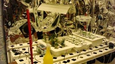 Piantine di marijuana, luce al neon e materiale riflettente alle pareti: sotto la conferenza stampa dei carabinieri