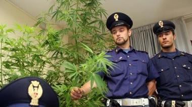 La marijuana sequestrata. A sinistra il commissario Perilli