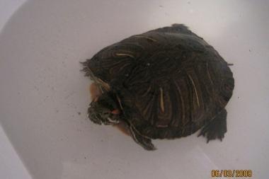 La tartaruga scomparsa 