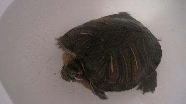 La tartaruga scomparsa