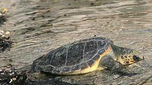 Animali in difficoltà