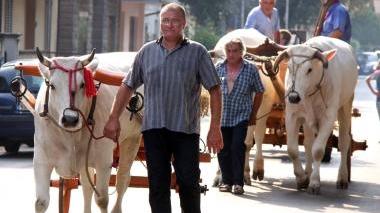 Mucche e cavalli alla tradizionale sfilata di Capezzana